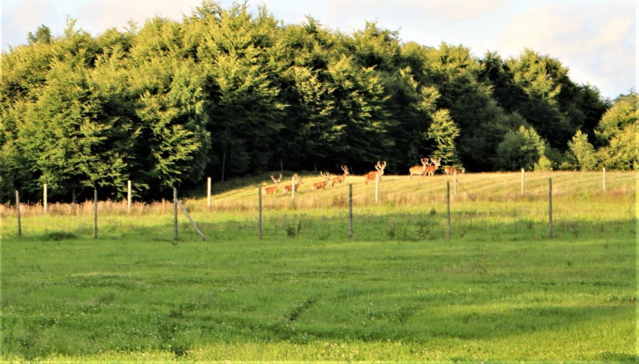 Kantonia Bobolice  Exteriör bild